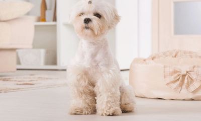 九四年属狗男桃花运（1982年的男狗桃花运）