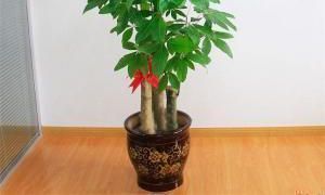 家里种植什么花聚财（家里要种什么花旺财）