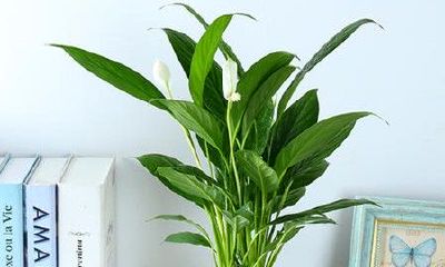 客厅财位摆放什么好（客厅财位最简单的找法）