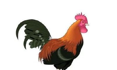 1969年和1993年的属鸡人（1993年属鸡2023年大喜）