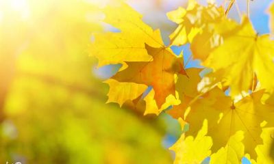 八字流年桃花地支暗合（大运桃花与流年桃花）