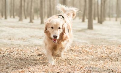 生肖鼠和生肖狗相处会怎么样（属鼠与属狗相处怎么样）