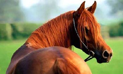 属马的有横财运吗（属马人的一生运程）