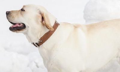 1970年属狗是什么命缺什么（1970属狗的是什么命）