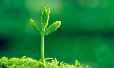 双鱼座哪天运势最好（双鱼未来5年运势）