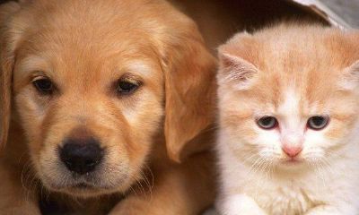 十二生肖与地支（十二地支对应十二生肖）