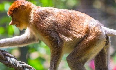 属猴人生在腊月好吗（属猴几月份出生最好）