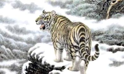 属虎的人家中适合摆什么招财（属虎的人屋里摆放什么好）