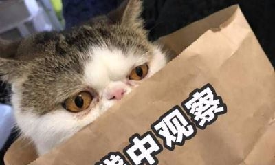 白羊座对人有好感的表现（白羊座讨厌一个人的表现）