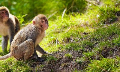 属猴的命运如何好不好（1990年属马是什么命）