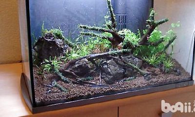 财位摆放鱼缸好吗（客厅明财位可以摆放鱼缸吗）