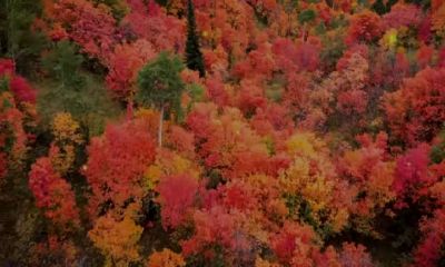 2023属猪4月份的运势颜色是什么颜色（属鼠几月出生最好）