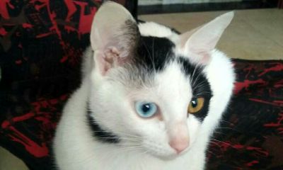 属猴的人不能养猫（属鼠人养猫的大忌）