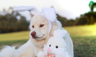 属狗的岁数是分别多少岁（属狗50岁是几几年）