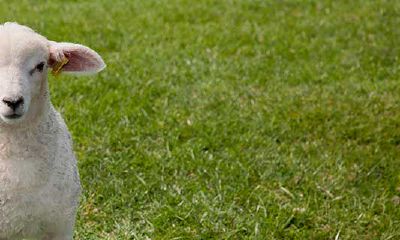 零三年属羊是什么命（2003年出生属羊是什么命）