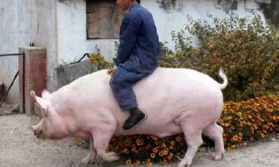 属猪下个月运势（属猪人19年12月运势）