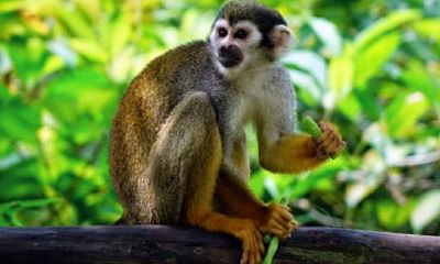 属猴人年龄2023（2028年属猴人的全年运势）