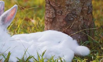 1987年属兔人的婚姻缘（1985年属牛是什么命）