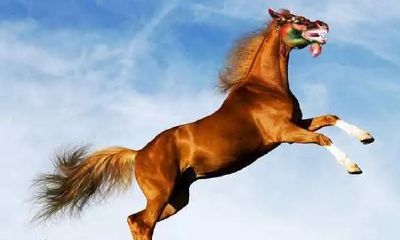 66年属马2023年全年运势和运程（1966年属马终身寿命）