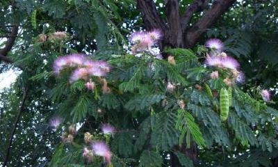 给爱情的小树起名字（摩羯座女渣的要命）