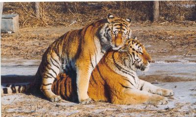 生肖虎配虎好不好（属虎和属虎的人相配吗）