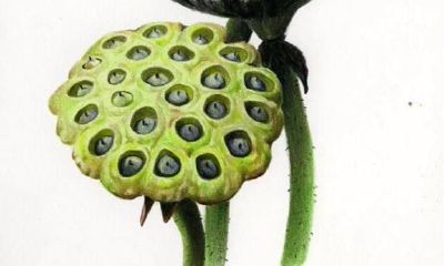 双鱼座有主见不听话（双鱼座到底是善良还是虚伪）