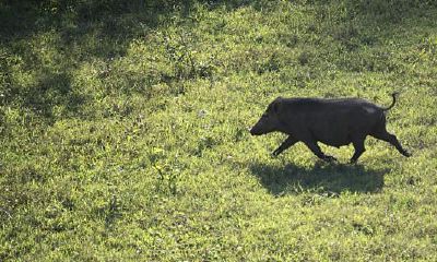 属猪人2023年农历3月运势详解（属猪十二月份的运势如何）