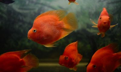 怀孕梦到大鱼是男是女（孕妇做梦梦到鱼是女孩）