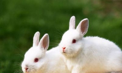 属兔的生在农历几月份出生最好（属猴的什么时辰出生最好）