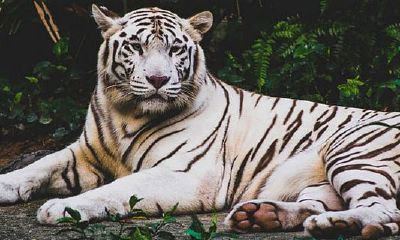 今日黄历生肖相冲查询（今天属相是什么怎么查）