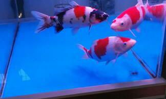 属猴的养几条鱼好（80年属猴养什么鱼）