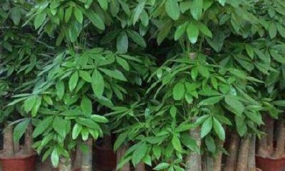 招财树买几颗最好风水（风水招财树有哪些）