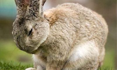 属兔人撒谎表现（属兔的人最大的缺点就是心软）