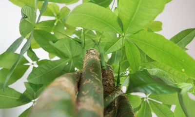 养招财树有什么好处（招财树的作用）