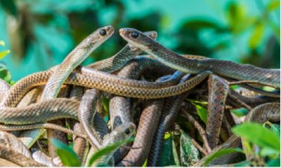 已婚妇女梦到好多蛇看到蛇很怕吓哭了什么意思（已婚女人梦见黑色的蛇）