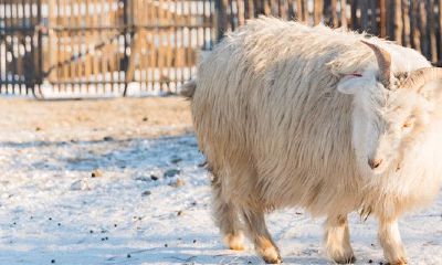 属羊女几月出生好不好（属羊的女孩几月出生最好）