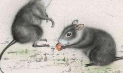 鼠年各属相运气（鼠年哪些属相运气好）