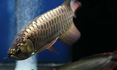 招财鲶鱼能长多大（招财鱼的寿命有多长）