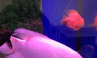 招财鱼多大能分公母（招财鱼为什么不能养两条）