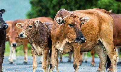 属牛的人今日运势神巴巴（属牛今日运势偏财运时辰）