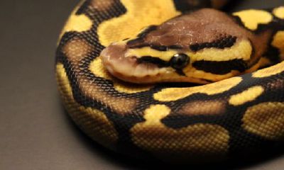 女的梦到蛇好不好（梦见又粗又大又长的蛇）