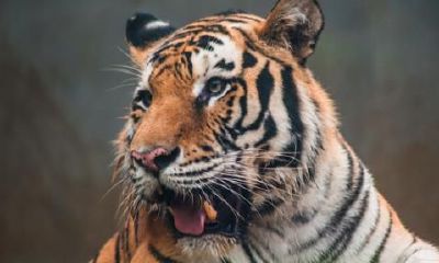 1986属虎2023财运（1971年属猪的是什么命）