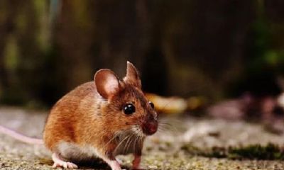 十二生肖五行性格分析（十二生肖的性格资料大全）