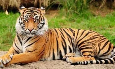 本命年属虎多大岁数（几几年属虎的本命年）