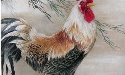 194几年属鸡（属鸡的哪年过66大寿）