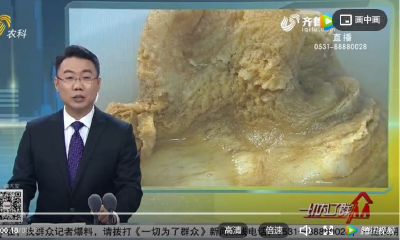 我在土里面挖出一个太岁（土里白色软软的太岁）