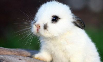 1988年龙男婚配（1988年属龙男正缘）