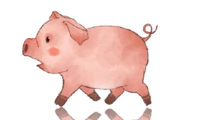 属猪今天运气水墨先生（属猪水墨先生）