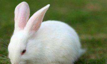 属兔阴历二月运势如何（2023农历二月出生属兔好么）