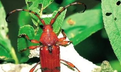 日柱红艳女命会出轨吗（丁未日柱三命通会）